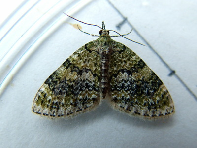 Yellow-barred Brindle